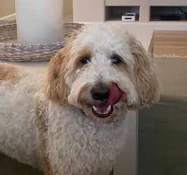 Cooper